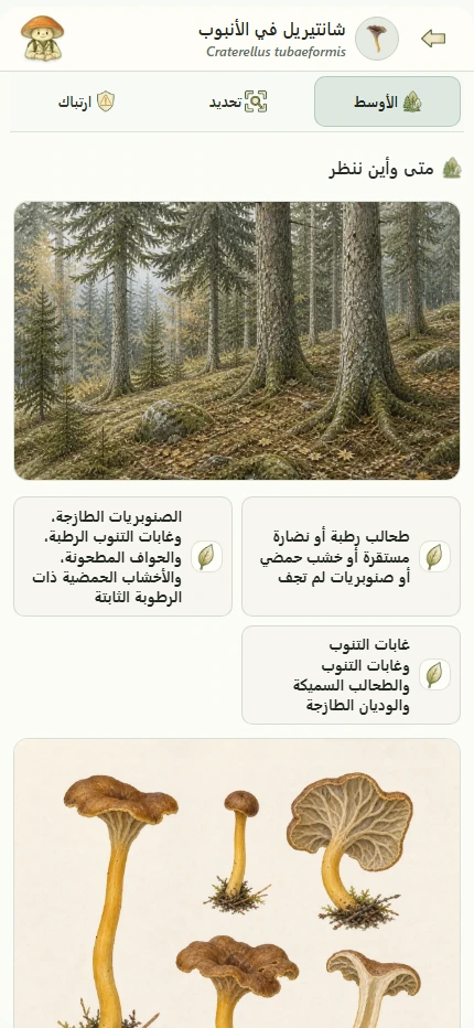 أوراق الأنواع